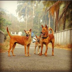 Pariah dogs are very alert and sociable.They are used as guard and police dogs, being very terri ...
