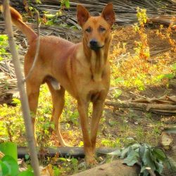 The dingo-pariah type village dogs of Asia and Africa have long been known to science, and to st ...