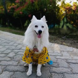The Indian Spitz is a Spitz-type dog breed belonging to the Utility Dog group. It is very simila ...