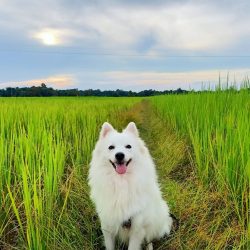 The Indian Spitz was one of the most popular dogs in India during the 1980s and 1990s when India ...