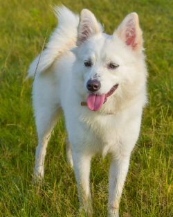 The Indian Spitz is often called the Pomeranian, although the two breeds are very different and  ...