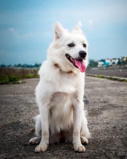 The Indian Spitz was introduced to India by the British, who began to breed them from a group of ...