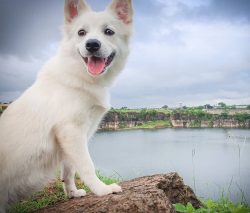 Not recognized by any major Kennel Club, the Indian Spitz is identified as a separate Indian Bre ...