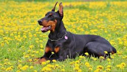 These graceful and strong dogs were bred in Germany in the 1880s and bear the name of their R ...