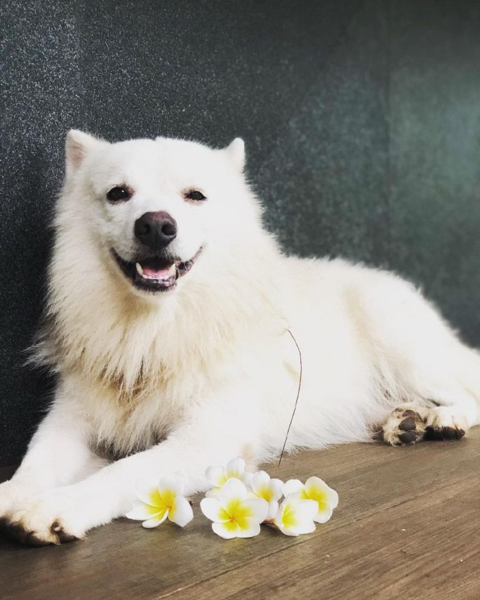 The Indian Spitz is generally milky white but also occurs in solid colors such as brown and some ...