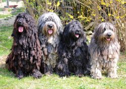The breed was bred in the Italian province of Bergamo by farmers grazing livestock on the slopes ...