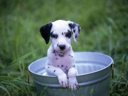 A Dalmatian needs to be guided through gentle training from the first months of life. If you do  ...
