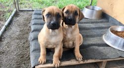 Most Black Mouth Cur outside of their “territory” work well with other dogs, hunting ...