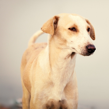 In 2015, the breed standard was published in the Indian Kennel Gazette, a publication of the Ken ...