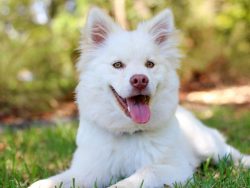 The Indian Spitz is an extremely flamboyant and active breed of dog. While it is adaptable to li ...