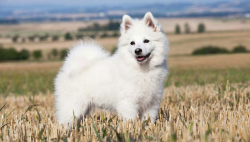 These dogs are fairly related to the wolf family as they enjoy tracking pigeons and rodents. The ...