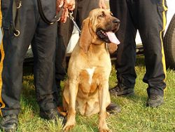 Large breeds (adults weigh between 25 and 45 kg) consume a lot of energy. Their lively temperame ...