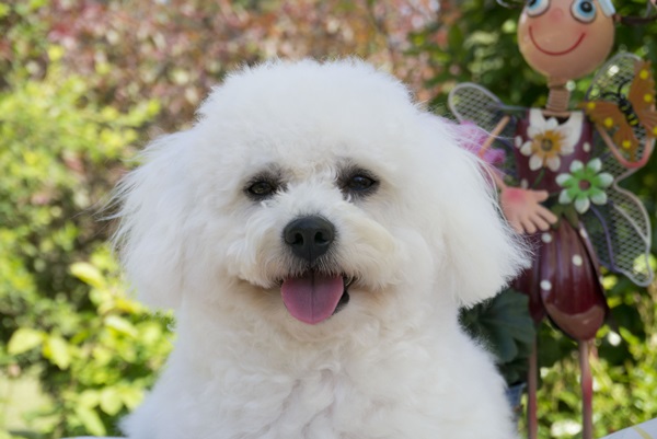The maintenance of the Bichon Frize has one feature: their coat needs very careful care, which i ...