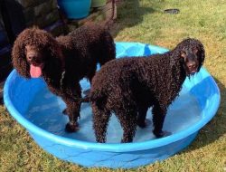The Irish Water Spaniel is the largest and oldest of the spaniel species.