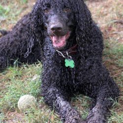 Visually more like a poodle than its closest relatives.