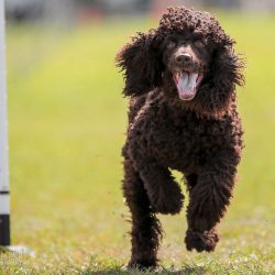 The temperament of the Irish Spaniel is a true working gun dog.