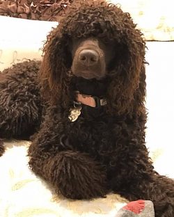 Due to the antiquity of the breed, the exact origin of the Irish Water Spaniel is not known for  ...