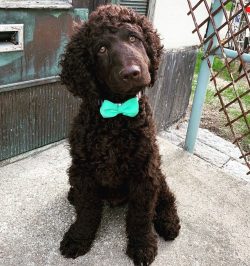 Cynologists and dog breeders have several versions of the formation of a modern breed type of do ...