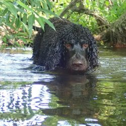 The first description of a dog with a rat tail (a distinctive quality of the breed) dates back t ...