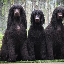 According to one version, the Irish used the progenitors of the modern subtype of spaniels for h ...