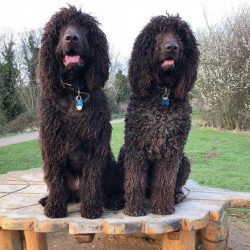 According to legend, such animals came to Ireland from Persia, and then spread to the territory  ...