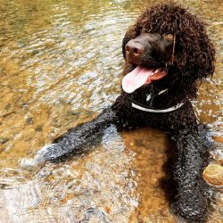 There is no exact data whose genetic codes are carried by representatives of the breed; a large  ...