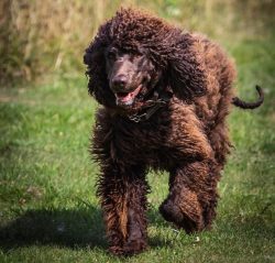 In the United States of America, only 1,500 are recorded.
 