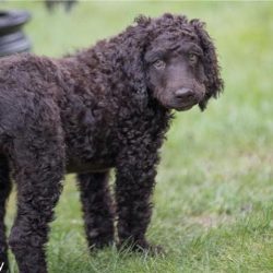 Neck. Strong and dry, long and carried high. The torso. The back is short, wide and straight. Th ...