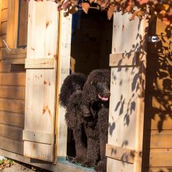 The Irish Spaniel is much larger than the brothers in the group. Height at the withers in males  ...