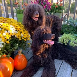 The breed wool of the “Irish” is unique – it has a natural oiliness that does  ...