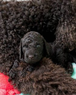 The coat should not be fluffy or wavy – hard curls should cover the entire body of the dog ...