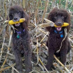 The curls on the head are longer than on the body and form a kind of “bangs” that ha ...