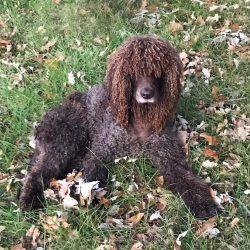 Varieties of colors Irish Water Spaniels: Brown; Chocolate; Liver; Hepatic.
