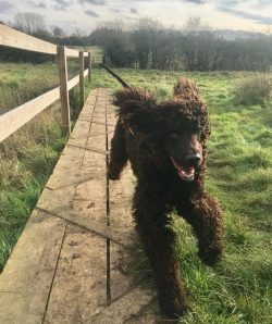 Reddish tints are possible in all shades. White markings are a disqualifying fault.