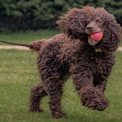 The nature of the breed cannot be called universal. A dog with a strong character and a high lev ...