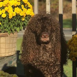 The average lifespan of a water spaniel is 12-14 years. With proper care and maintenance, repres ...