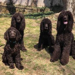 The breed is not commercial, in most cases breeders monitor the health of the dogs, sick individ ...