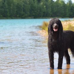 The dog was bred to work in tandem with a person, it is sad, being alone for a long time.