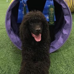 In the absence of physical and psychological stress, it can exhibit destructive behavior.