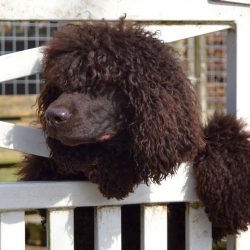 The Irish Spaniel is a dog for energetic people or professional hunters who are ready to spend t ...