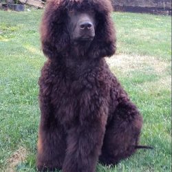 Long, monotonous activities will quickly bore the pet, then he may show some stubbornness.