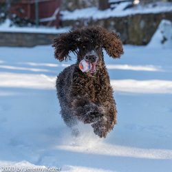 The training must be built in such a way that the dog learns something new at each lesson, then  ...