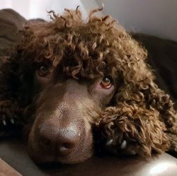 In no case should the dog be severely punished if the command is not followed – poor commu ...