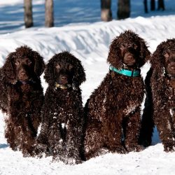 A good effect with representatives of the breed is achieved when working with the right motivati ...