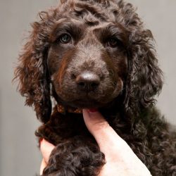With the right approach to training, these dogs can take prizes in cynological sports – ag ...