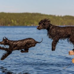 The main advantage of the breed is its versatility. The use of a dog is permissible both as a ho ...