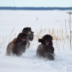 The ideal conditions for keeping a water spaniel are a large, securely fenced suburban area, wit ...