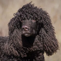 Irish Water Spaniel’s natural nutrition should be based on the needs of a large predator & ...