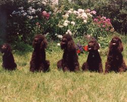 The Irish Water Spaniel needs socialization since childhood. Without her, he will most likely be ...