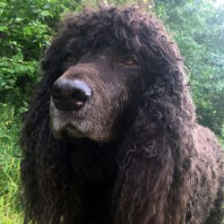 Since the Irish Water Spaniel has drooping ears, they should be monitored especially carefully,  ...